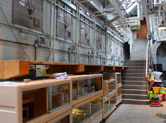 3. Wooden platforms service the back of the reptile tanks. 3. Wooden platforms service the back of the reptile tanks.