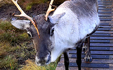 Anti-Slip Grip Strips installed for the Cairngorm Reindeer Herd.