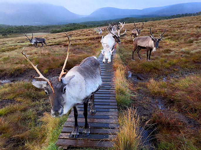 The reindeer are a big fan of using the boardwalks with grip. The reindeer are a big fan of using the boardwalks with grip.