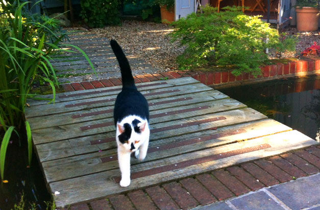 Anti-slip decking strips are not a problem for cats or dogs! Anti-slip decking strips are not a problem for cats or dogs!